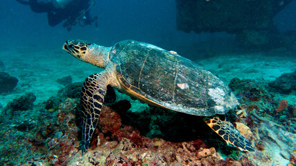 A sea turtle swims in the yard of a coral reef in a relaxed manner. Marine fauna of the Indian Ocean.