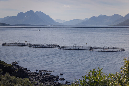 Stockfish farming on Vesteralen, Nordland, Norway