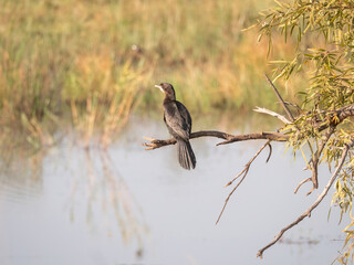 Rear view of Reed cormorant perched on branch overlooking water and reeds beyond