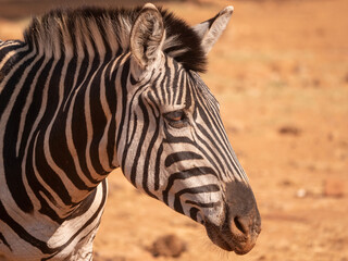 Fototapeta na wymiar Face of Zebra in barren sandy area on sunny day