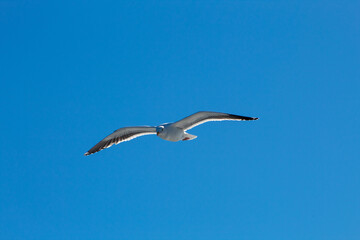 Fototapeta na wymiar Sea gull flying in the blue sky over San Diego Harbor