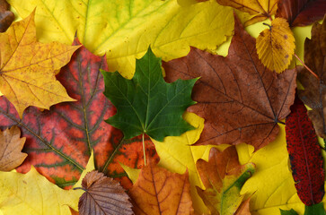 Naklejka na ściany i meble Dry autumn leaves on a yellow background.