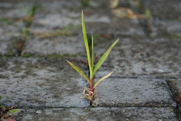 Weeds growing in cracks between pavers in a block paving driveway.