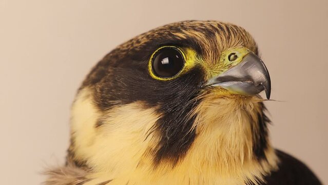 Falcon portrait closeup.
Eurasian hobby (subgenus Hypotriorchis).
Saker (Saqr) falcon (Falco cherrug) hybrid mix head shot very close up.
Falconry or keeping falcons and racing them in the middle east