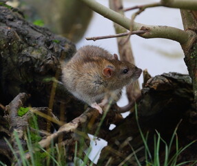 Naklejka na ściany i meble A wild rat sits on the roots of a tree