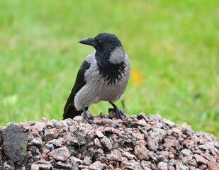 A crow is sitting on a pile of rubble