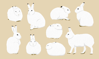 Set of Arctic hares Lepus arcticus in different poses. Wild animal of the Arctic tundra. Realistic vector isolated rabbits
