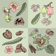 Nuts colorful collection doodle