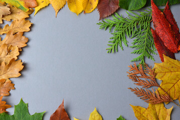 Naklejka na ściany i meble Dry leaves of trees on a gray background.