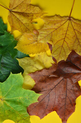 Dry leaves of different colors on a yellow background.