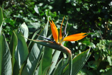 Fleurs orange et bleu - Oiseau de paradis