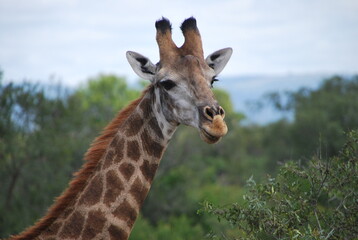 Naklejka na ściany i meble Girafe savane Afrique du sud