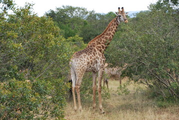 Naklejka na ściany i meble Girafes savane Afrique du sud