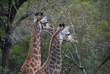Girafes savane Afrique du sud
