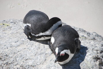 Fototapeta premium Pingouins sur la plage du Cap en Afrique