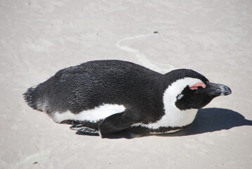 Pingouin couché sur la plage du Cap en Afrique