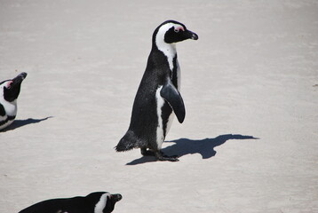Pingouin debout sur la plage du Cap en Afrique
