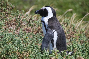 Pingouins dans la savane du Cap en Afrique