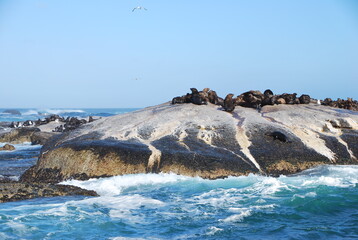 phoques en pleine océan Atlantique © Romain