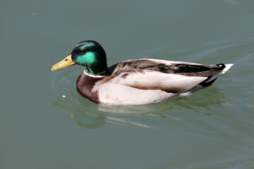Mallard duck on the water