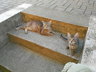 Two tabby cats, a mother and her kitten on concrete steps
