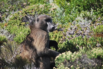 Singes dans la savane Africaine
