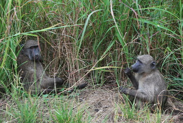 Singes dans la savane Africaine