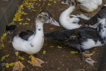 duck with ducklings