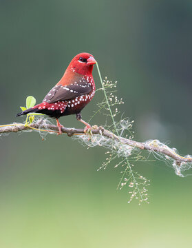 Red munia bird