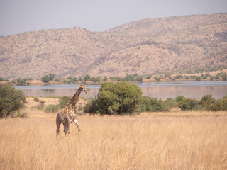Naklejka na ściany i meble Giraffe walks through tall dry grassland landscape