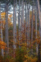 colorful autumn forest in the mist