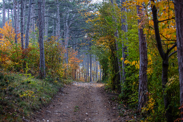 colorful path in autumn forest