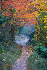 COLORFUL AUTUMN FOREST IN THE MIST