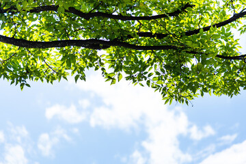 Fototapeta premium Background of green leaves and cloudy sky