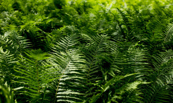 Green fern bushes in dark key.