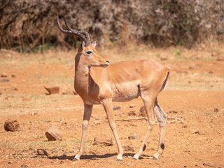 Naklejka na ściany i meble Side view: Impala ram looks over his shoulder, full body 