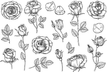 Sketchy hand drawn set with rose and leaves. Flower in vintage style, editable color.