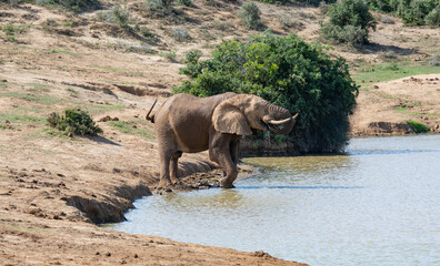 Elefant am Wasserloch in der Wildnis und Savannenlandschaft von Afrika