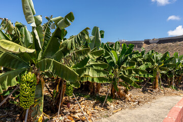 Banana plantation with a bunch of palms