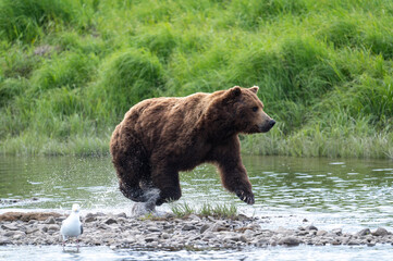 Alaskan brown bear fishing