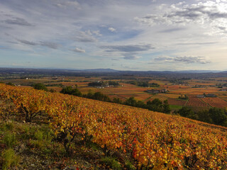 Landscape of vineyards in the colors of autumn. Mont Brouilly.