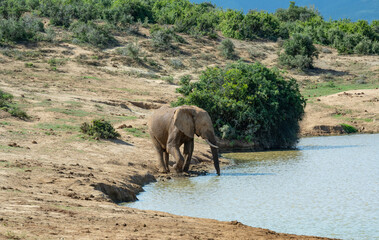 Elefant am Wasserloch in der Wildnis und Savannenlandschaft von Afrika