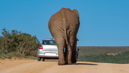 Fototapeta premium Elefant in der Wildnis und Savannenlandschaft von Afrika