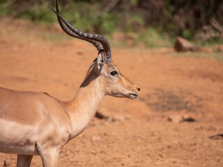 Side profile of impala ram looking to the right. Head and horns