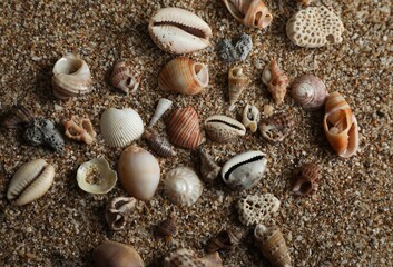 Seashells on the beach. Beautiful seashell top view. Holiday background. Abstract nature background. Seashell texture background wallpaper. Sand texture.