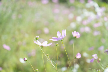 秋桜(コスモス)　秋の風景