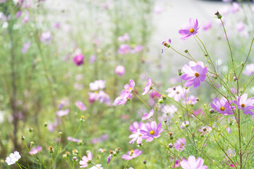 秋桜(コスモス)　秋の風景