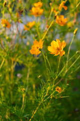 秋桜(コスモス)　秋の風景