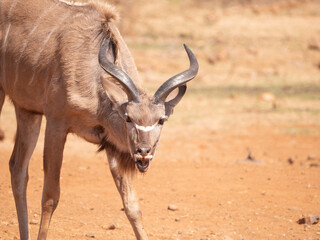 Juvenile Kudu bull drools after licking salt lick in dry plains of Africa