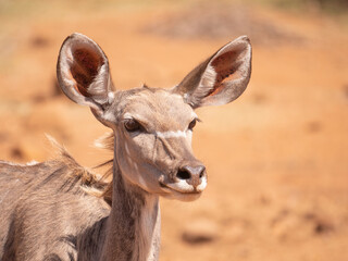 Face of female Kudu antelope with large ears